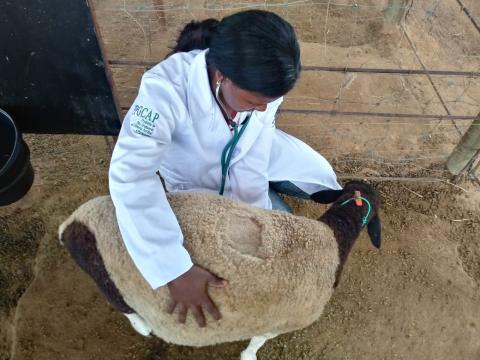 Defesa de dissertação: Termorregulação em ovelhas mestiças Santa Inês relacionada à oferta hídrica no Semiárido