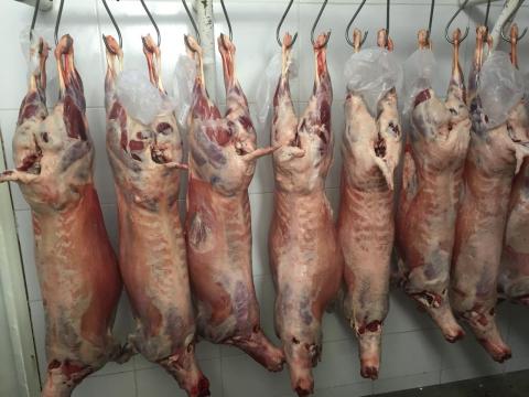 Artigo oriundo de dissertação defendida no PPGCAP é publicado em periódico: Effect of reduced of water supply on carcass characteristics, non-carcass components and the volume of digestive compartments of Santa Inês ewes Artigo oriundo de dissertação defendida no PPGCAP é publicado em periódico: Effect of reduced of water supply on carcass characteristics, non-carcass components and the volume of digestive compartments of Santa Inês ewes